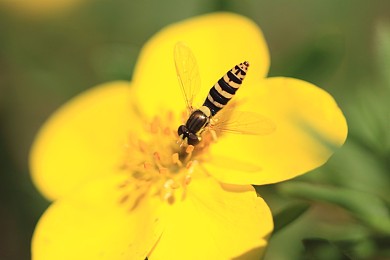 食蚜蝇科图片