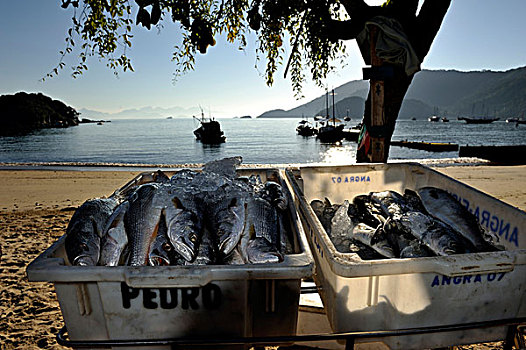 鱼,销售,海滩,大,巴西,南美