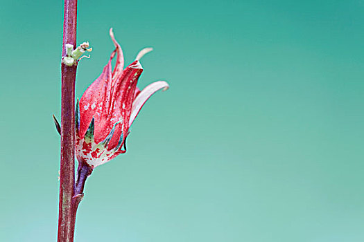 异域风情,红色,热带花卉,花,茎