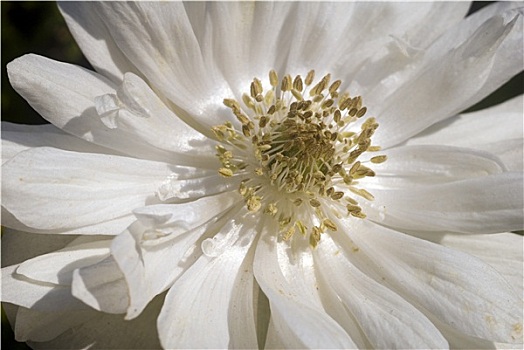 白色,银莲花,花