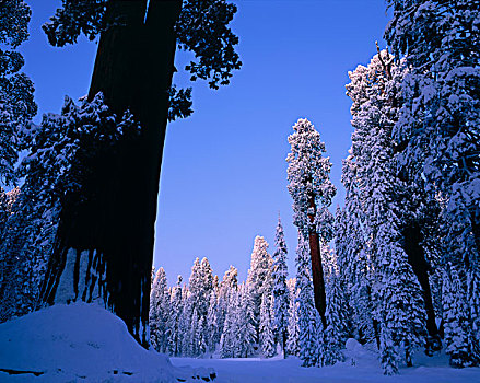积雪,巨杉,树,圆,草地,美洲杉,国王峡谷,国家公园,加利福尼亚,大幅,尺寸