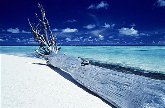 法属玻利尼西亚,泰蒂亚罗阿岛,岛屿,浮木,白色背景,沙滩