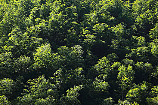 山,竹林,植被