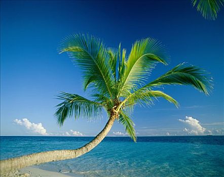 棕榈树,热带沙滩,海洋,沙子,印度洋,马尔代夫