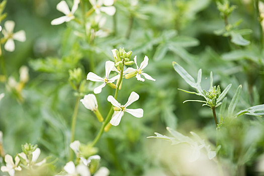 芝麻菜,花,农作物,农田,紫花南芥沙拉,食物,调味品,药草,春天,花园,乡村