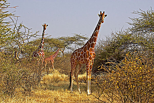 网纹长颈鹿,长颈鹿,公园,肯尼亚