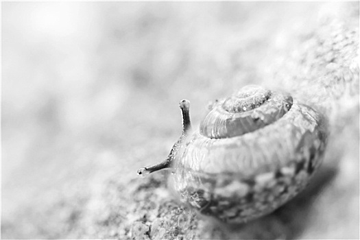 小,蜗牛,看,后面,壳