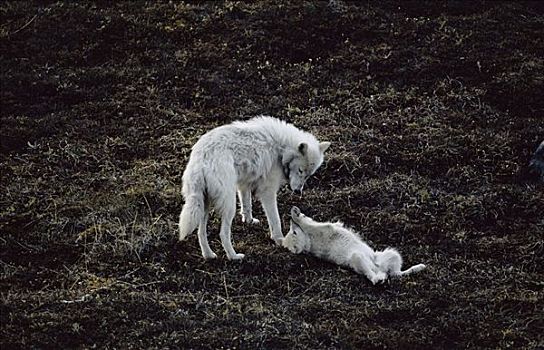 北极狼,狼,母亲,玩耍,幼仔,艾利斯摩尔岛,加拿大