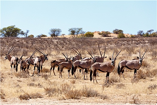 南非大羚羊,羚羊,沙滩,沙丘