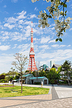 木兰,枝条,正面,东京塔,公园,高层建筑,背景,东京港区,东京,日本