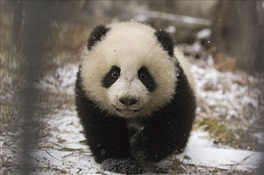 大熊猫,幼兽,雪地,卧龙自然保护区,中国