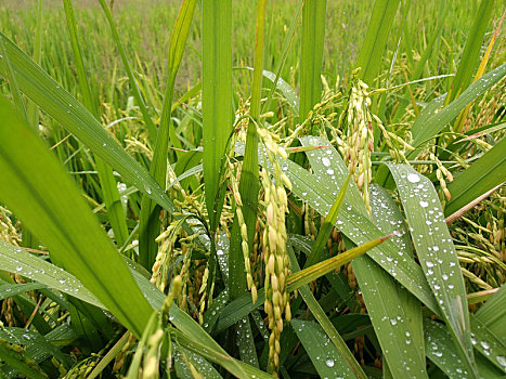 雨天稻田天,稻穗