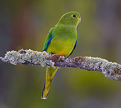 鹦鹉,女性,塔斯马尼亚,澳大利亚