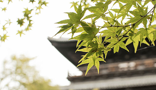 特写,绿色,枫树,离开,庙宇,日本