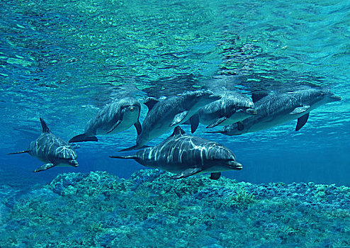 宽吻海豚,群,水下视角