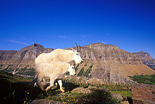 一对,石山羊,冰川国家公园,蒙大拿