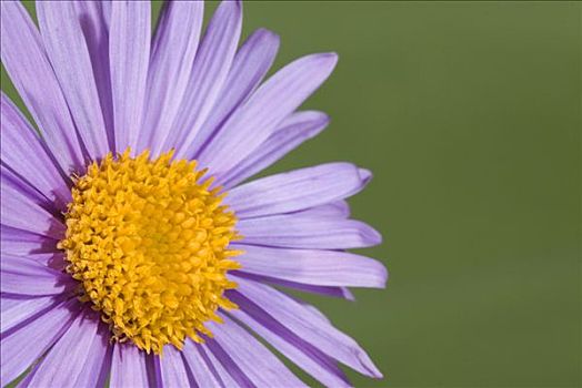 高山,紫苑属,花,国家公园,上奥地利州,欧洲