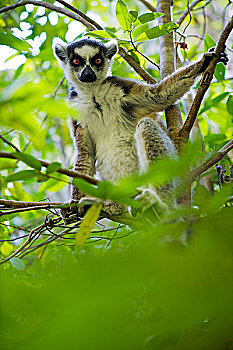 节尾狐猴,坐,树上