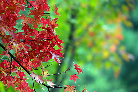 山东省日照市,正是赏秋好时节,植物园色彩斑斓醉游人