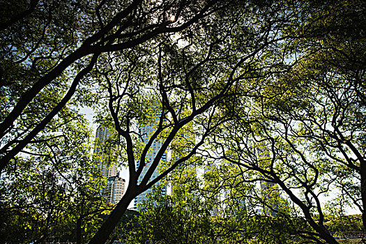 树,自然保护区,布宜诺斯艾利斯,阿根廷