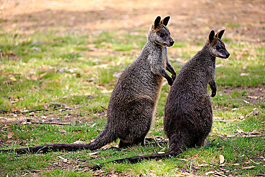沼泽,小袋鼠,双色,动物,情侣,高,南澳大利亚州,澳大利亚,大洋洲