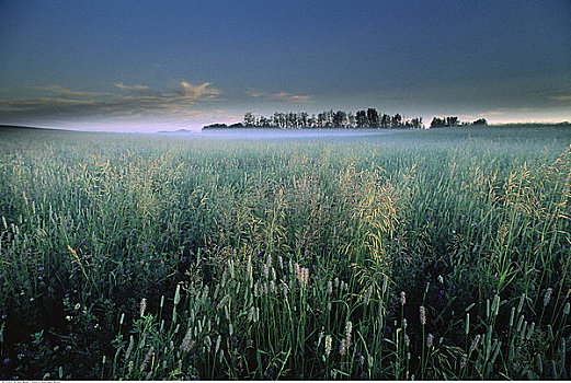 干草,作物,黎明,艾伯塔省,加拿大