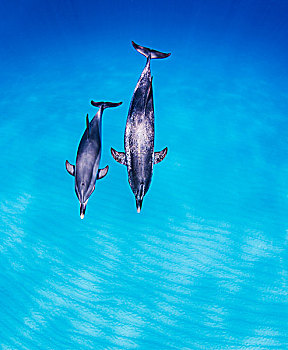 母亲,女儿,一对,大西洋细吻海豚