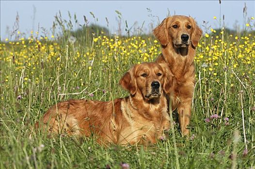 两个,暗色,金毛猎犬,母狗,黄花,草地,坐,卧