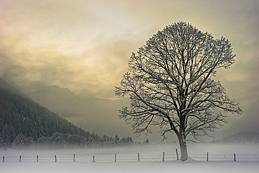 孤树,冬天,亮光,草场,栅栏