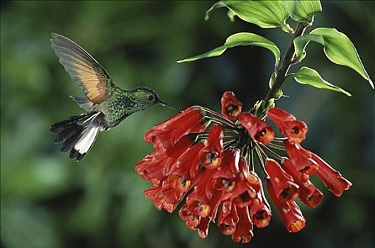 蜂鸟,穿刺,花,花蜜,蒙特维多云雾森林自然保护区,哥斯达黎加