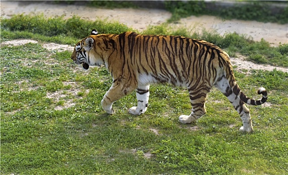 草地上行走的老虎