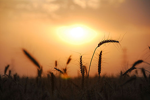 农村麦收季节的田园风光