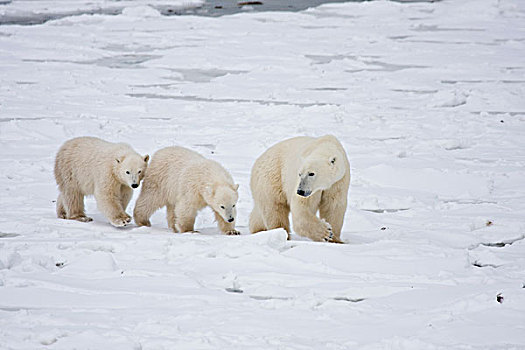 北极熊,雌性,两个,幼兽,丘吉尔市,野生动物,管理,区域