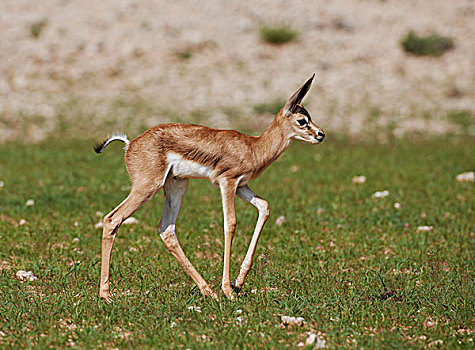 诞生,跳羚,卡拉哈迪大羚羊国家公园,南非