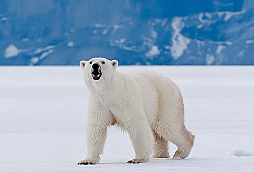 北极熊,加拿大