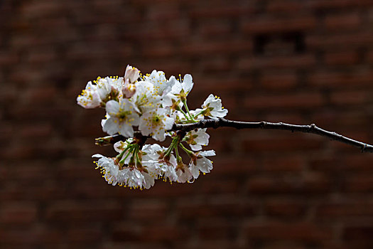 樱桃花