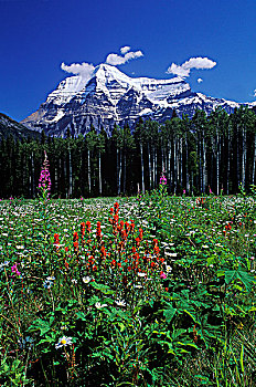 罗布森山,顶峰,加拿大,落矶山,不列颠哥伦比亚省