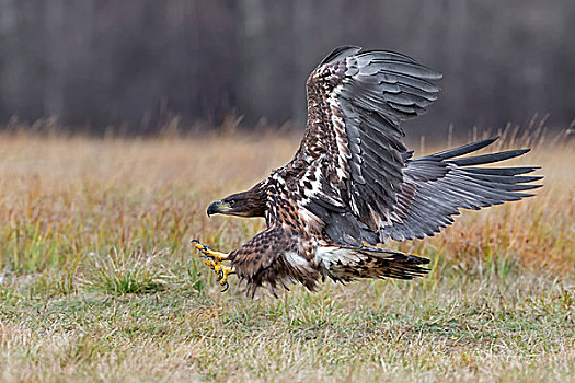 白尾鹰,接近,捕食,波兰,欧洲