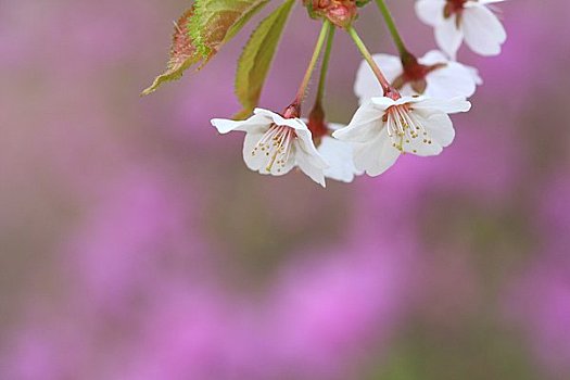 樱花