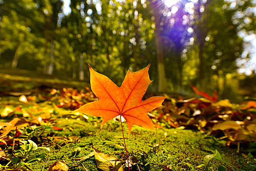 秋天树林里阳光下的一片橙色枫叶