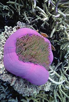 粉红海葵鱼,华美,海葵,大堡礁,澳大利亚