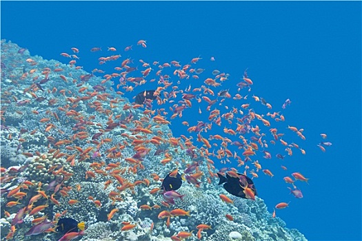 珊瑚礁,鱼群,鱼,热带,海洋,水下