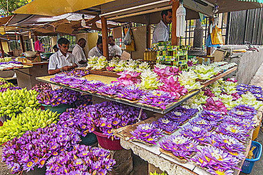 花,售出,供品,正面,寺庙,牙齿,古物,康提,斯里兰卡