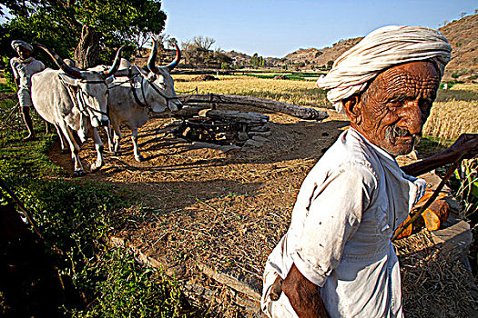 印度,拉贾斯坦邦,乡村,生活,世纪,牛,水泵,蛮力,农民,灌溉,陆地