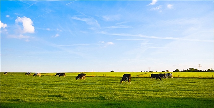 绿色,草场,放牧,母牛,蓝色