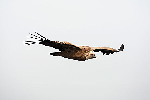 粗毛秃鹫,飞行,蒙弗拉格,国家公园,埃斯特雷马杜拉,西班牙,欧洲