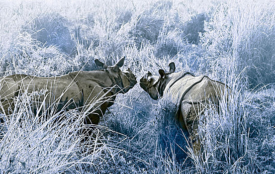 两个,印度,印度犀牛,晨雾,卡齐兰加国家公园,阿萨姆邦,亚洲