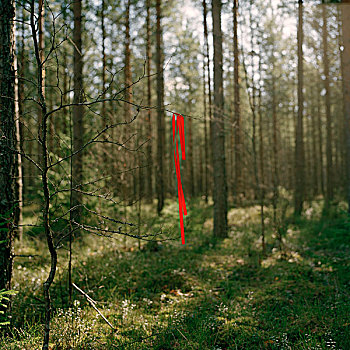 红色,带,悬挂,树,枝条,树林,瑞典