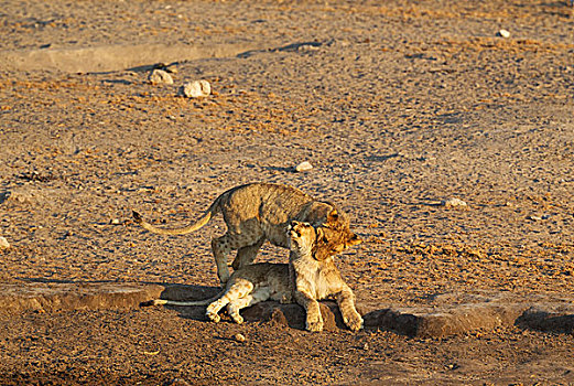 狮子,两个,玩耍,幼兽,靠近,水坑,埃托沙国家公园,纳米比亚,非洲