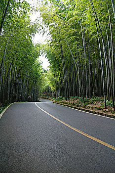 汽车素材,漂亮的竹林中的沥青路面